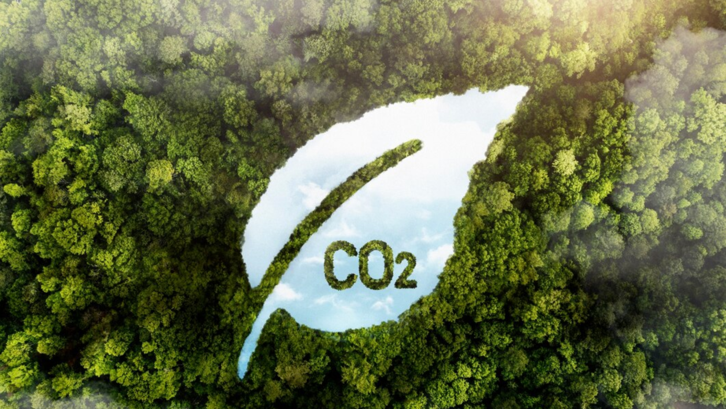 Leaf with CO2 in a Green Forest